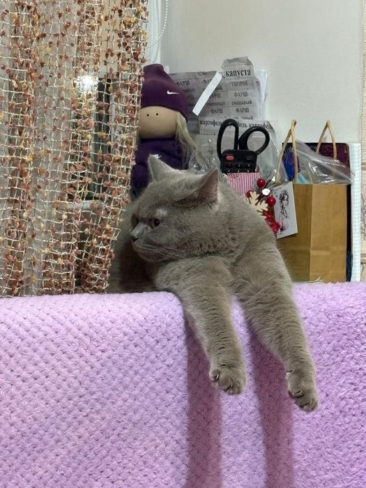 Отдам в хорошие руки