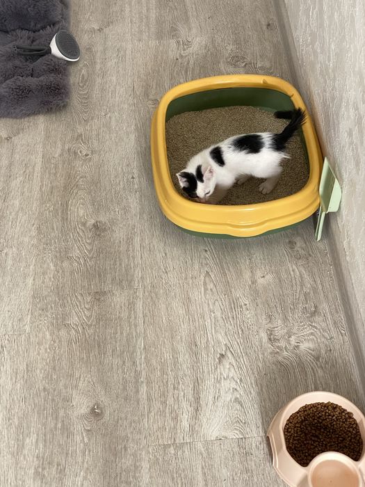 Котик, Mushuk bolasi