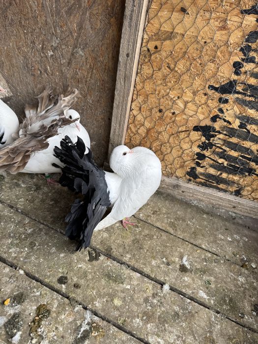 Vand Porumbei voltati