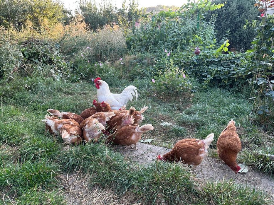 Продажа курей несушек