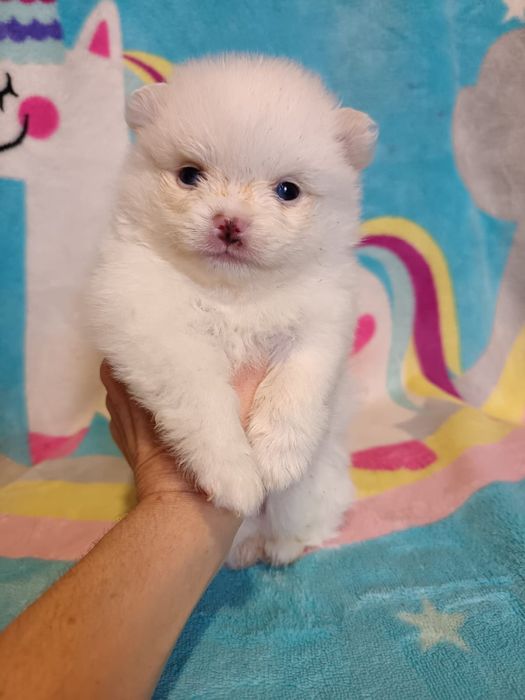 Щенки немецкого шпица.