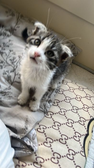 Котёнок 2 месяца