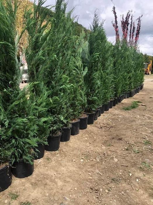 Chiparos Leylandii este un conifer de talie medie, din familia Cupress