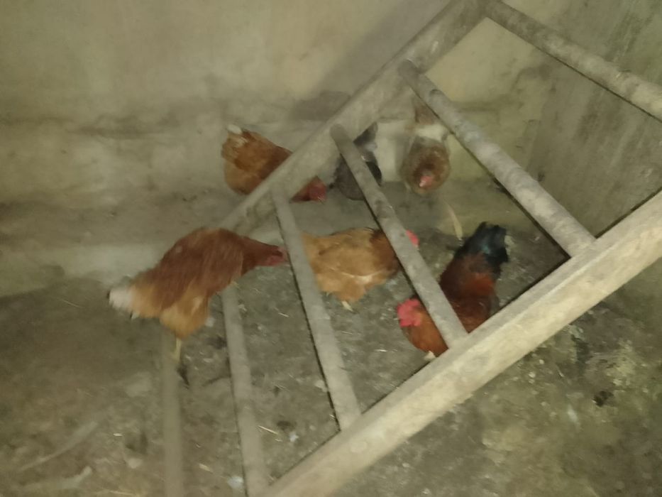 Продам не дорого куриц