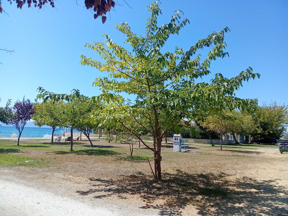 Дава  парцел 440за каравани в Кариани до брега.Ток, вода, шахта.6000 е