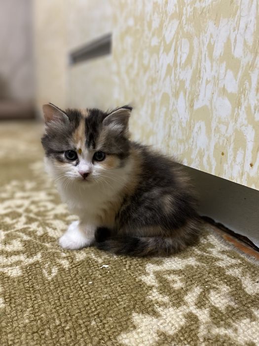 Котята Страйк Висло ушки смешиные