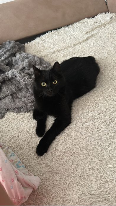 Кошечка уже давно ищет дом