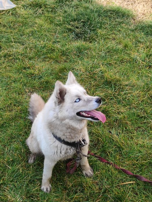 Сибирская  Хаски