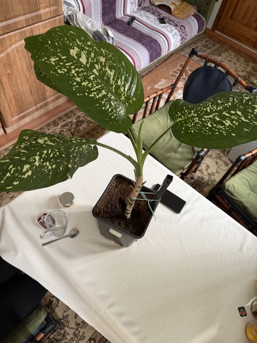 Дафенбахия метр.