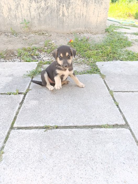 Бесплатно в хорошие руки.