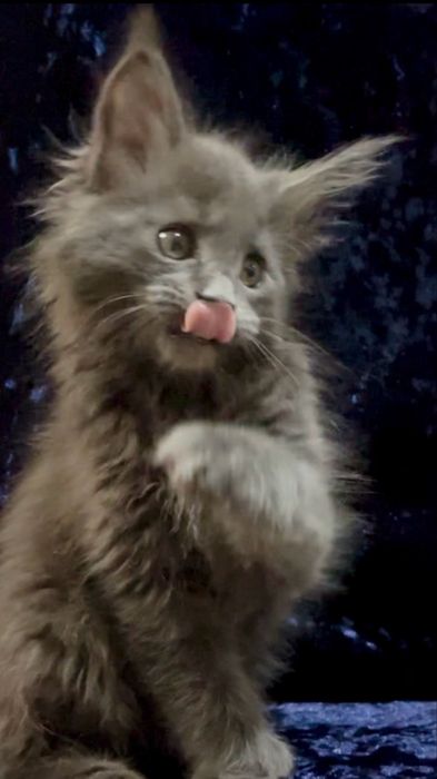 Мейн-Кун котенок малчьик