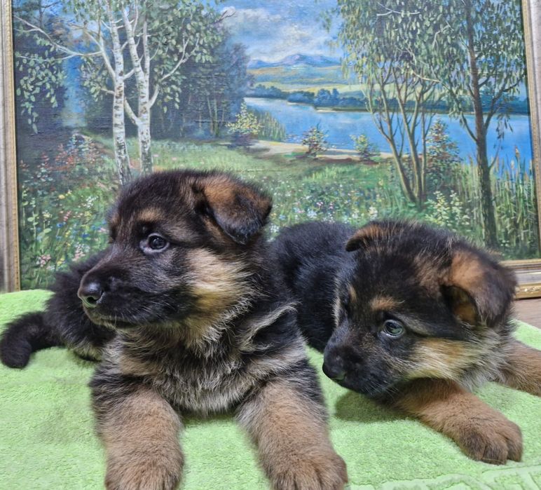 Щенки немецкой овчарки