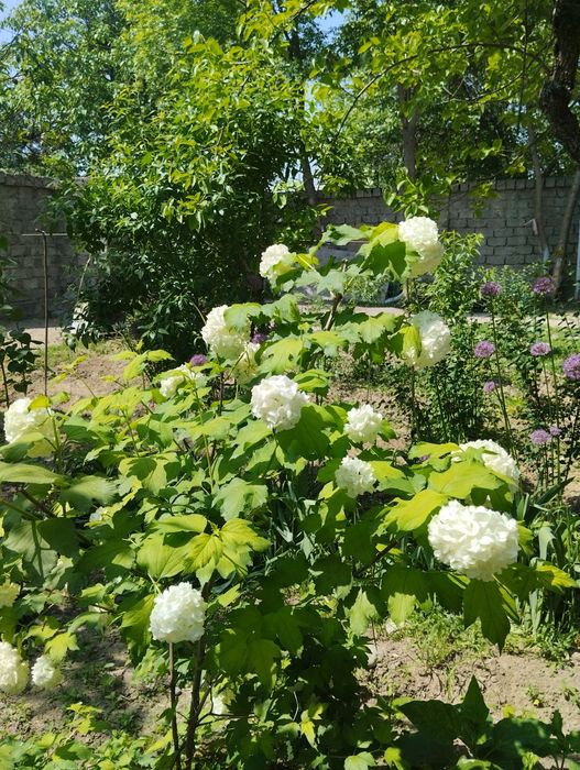 Продаю дома цветы и кустарники, очень красивые, красят ваш интерьер  с