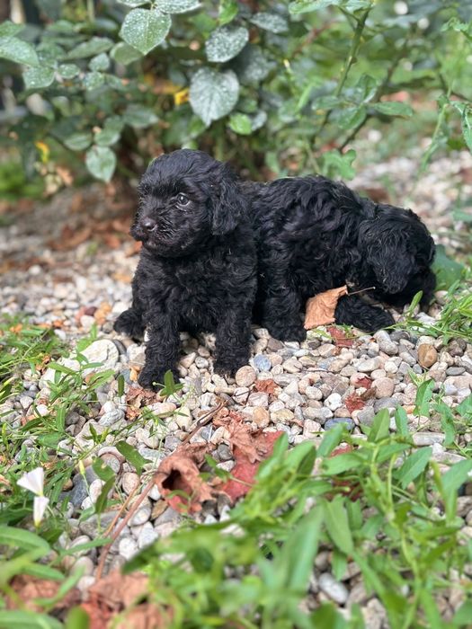 Poodel toy caniche