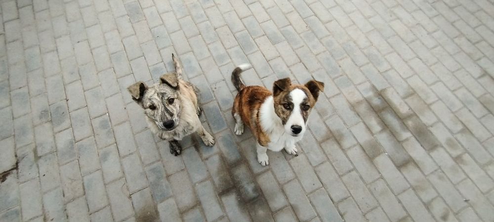 Хорошие щенеи в добрые руки