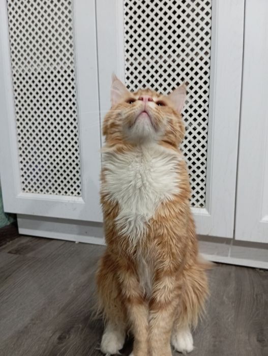 Котята, папа Мейн Кун
