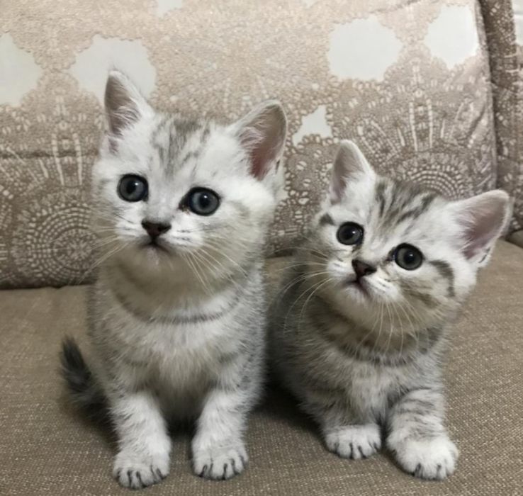 Шотланские котята