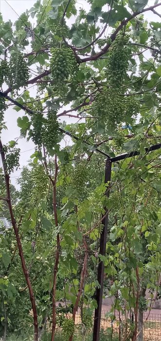 Опытний садовник богбон