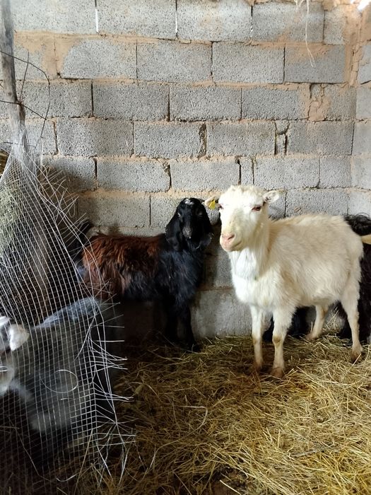 Теке боралдайда басқа қаладан жазбай ақ қойыңдар