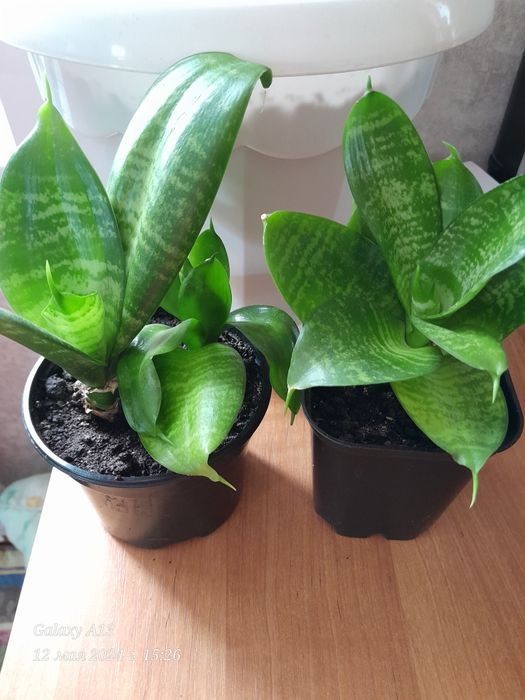 Продам комнатные цветы