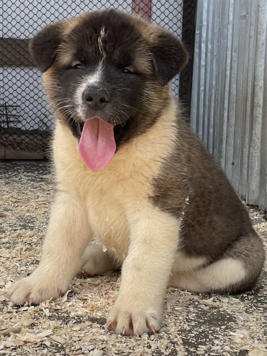 Щенки американской акиты