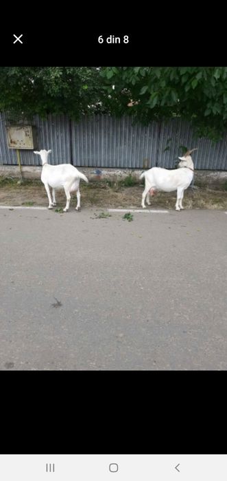 Capre sannen cu lapte fara iezi 7L la zi