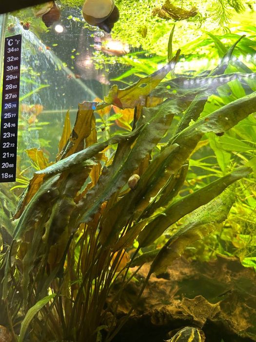 Продам аквариумные растения и рыбок