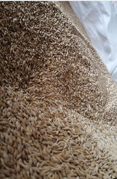 Porumb 1200/t  grâu 1100/t orz 1350/t transport gratuit vrac