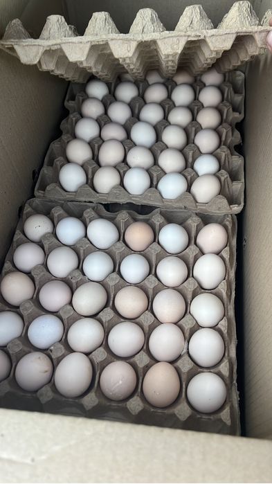 Инкубационный яйцо бройлер