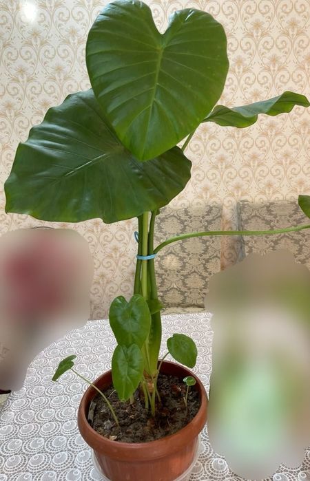 Arma alakaziya adora