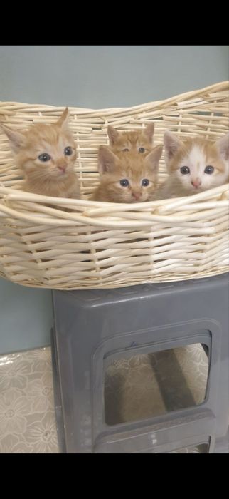 Продается котенок