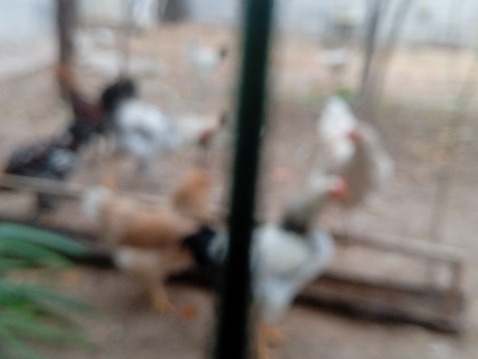 Xoʻrozlar sotiladi!