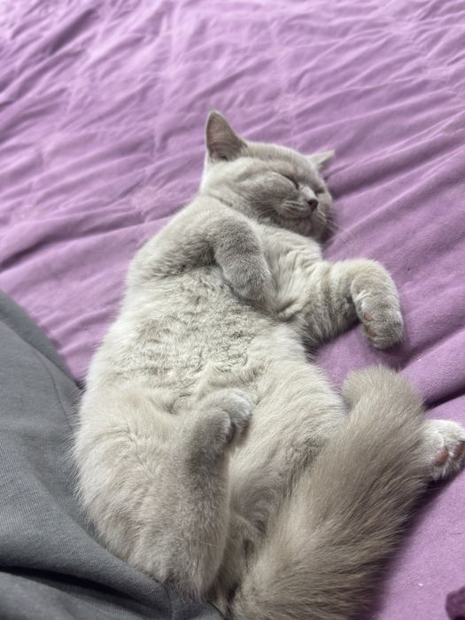 Бритиш котик 4 х месячный лиловый