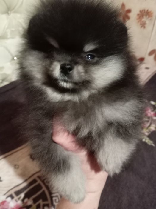 Продам щенков шпица