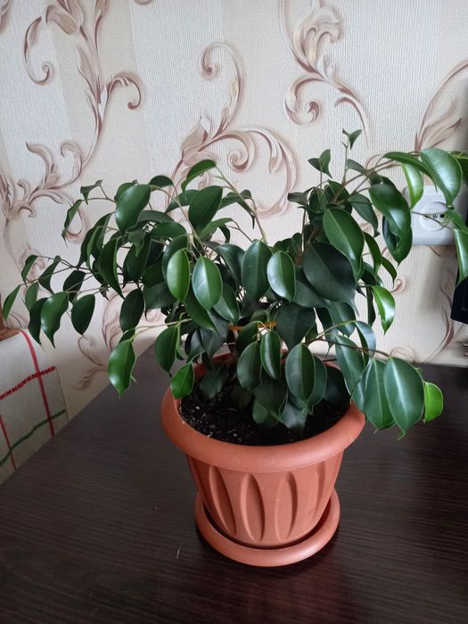 Фикус Бенджамина