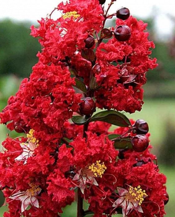 Продавам Индийски люляк