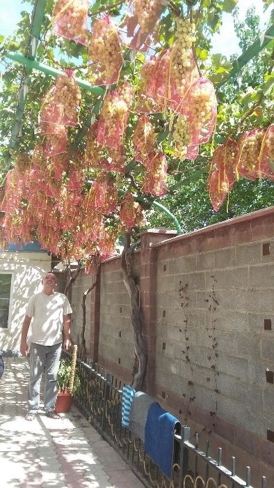 Услуги садовода.