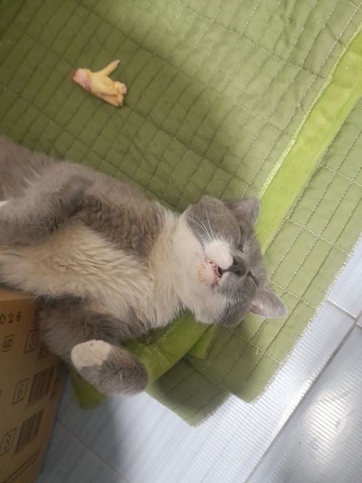 Кот в добрые руки
