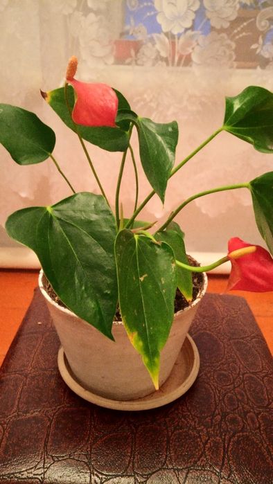 Продам цветы в горшочках