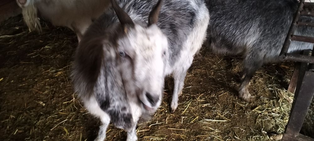 Ешкі.              .