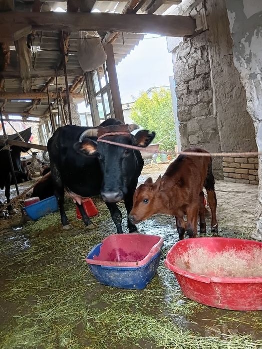 Ona bola Sogʼin sigir sotiladi