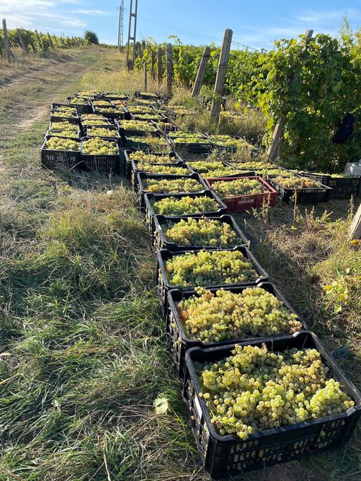 Struguri  de vânzare – producție proprie