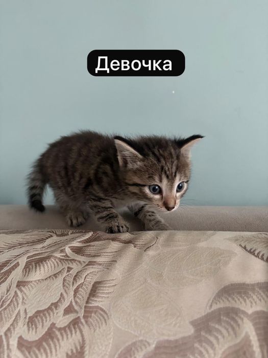 Отдам котят в хорошие руки!
