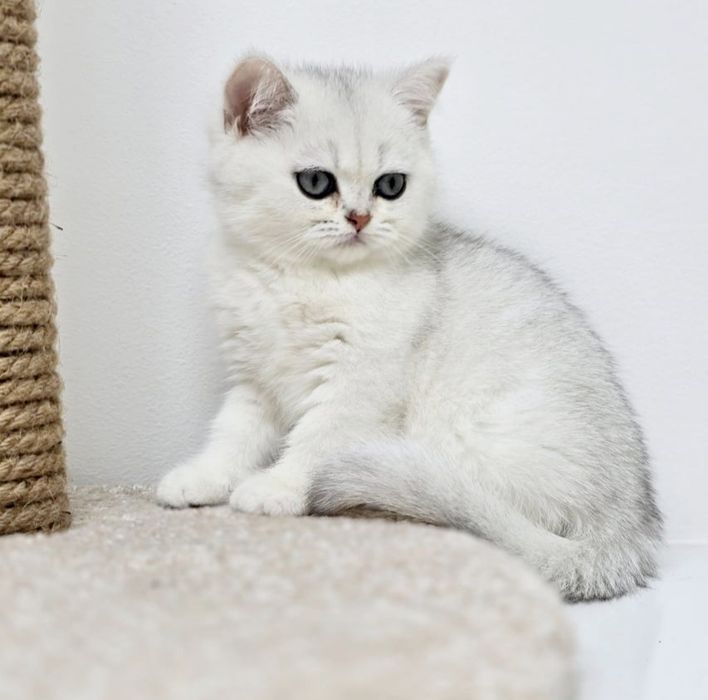 Котята британские зеленоглазые,аквамарин