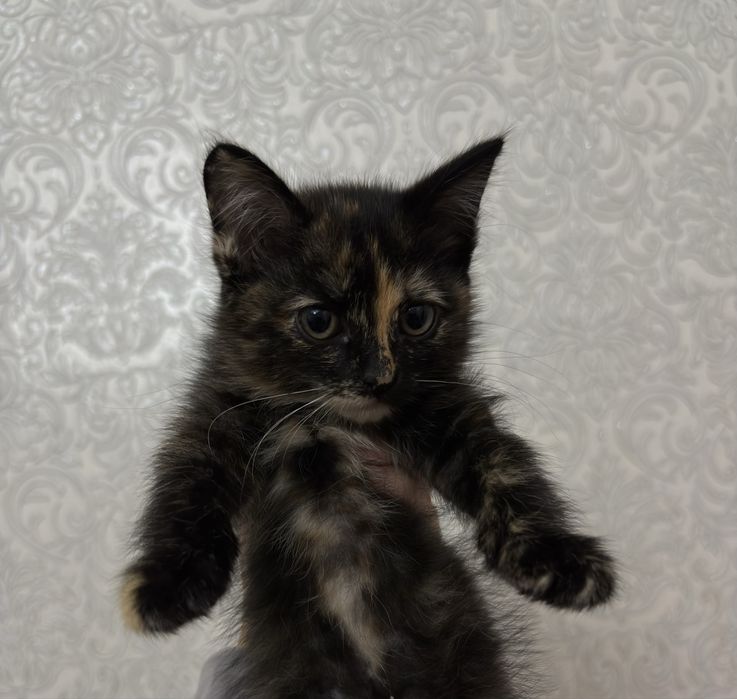 Котята ищут дом