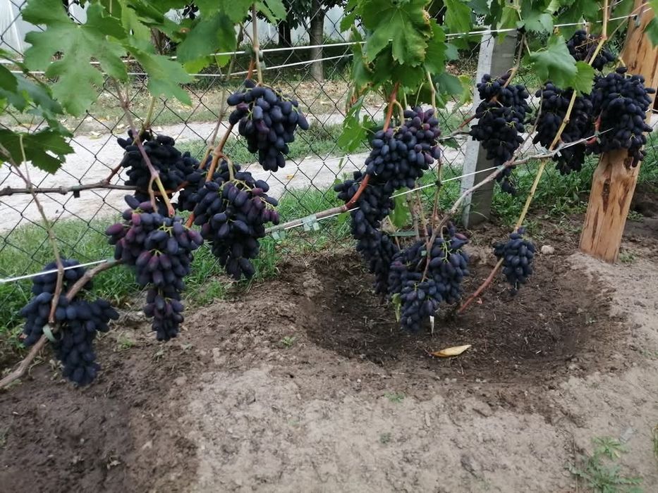 Vita de vie soiuri de masă pentru boltă