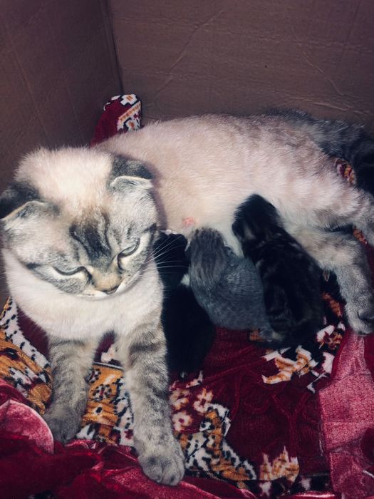 Котенки веслоухо