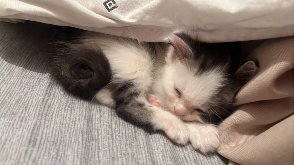 Кошка порода рагамаффин