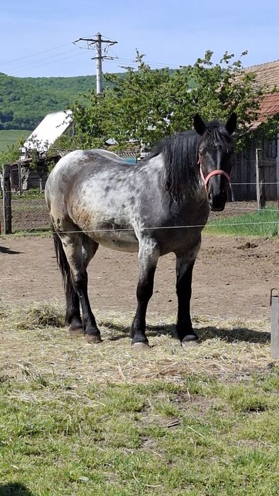Manze de vânzare