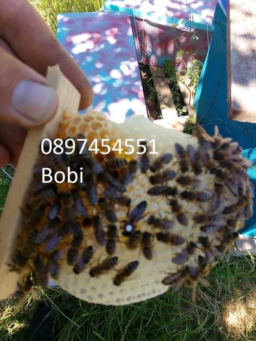 Малки Пчелни Семейства Отводки